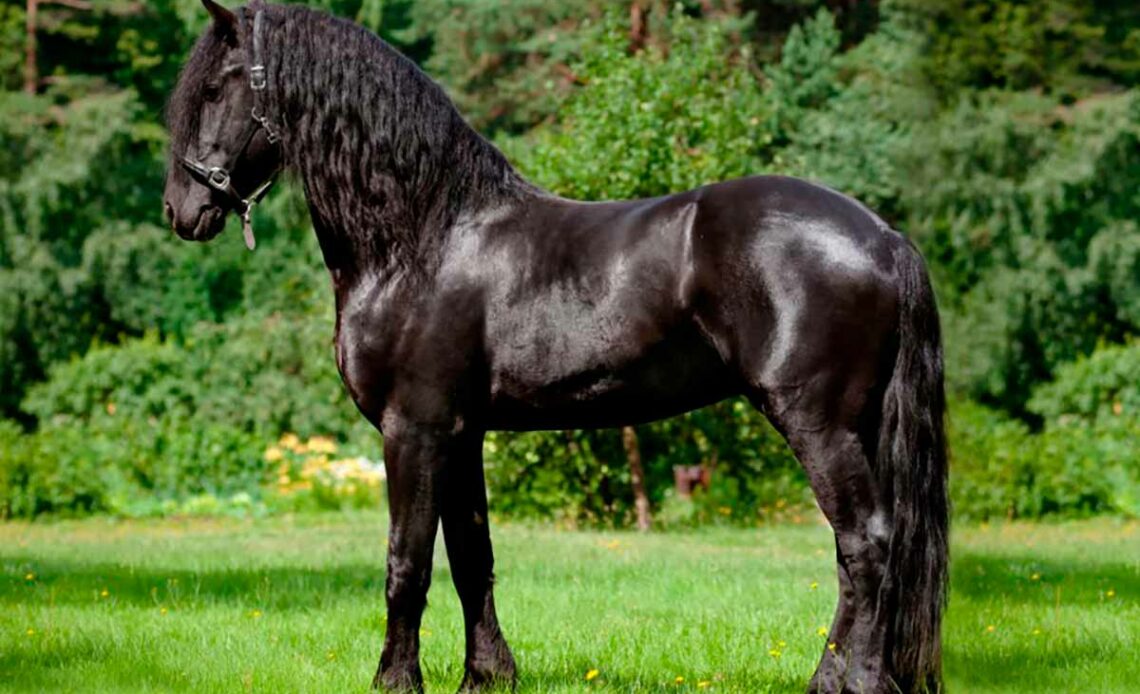 Cavalo andaluz