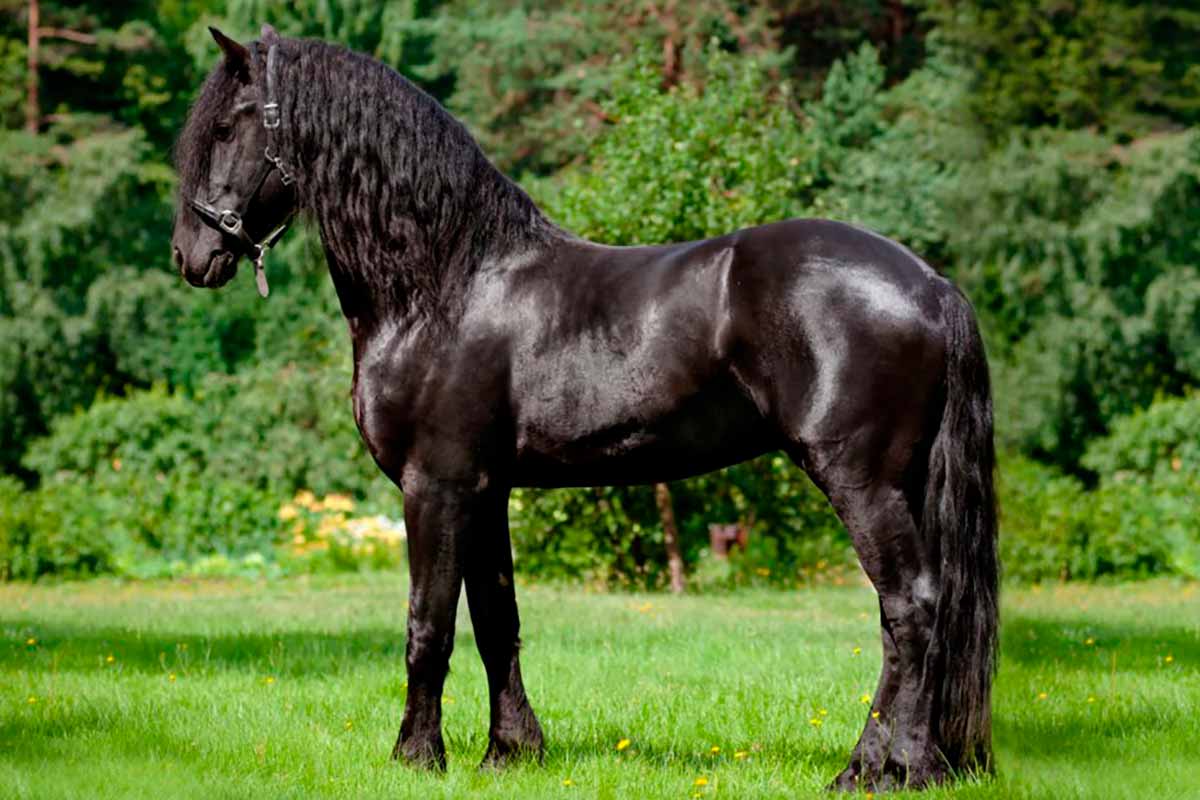 Cavalo andaluz