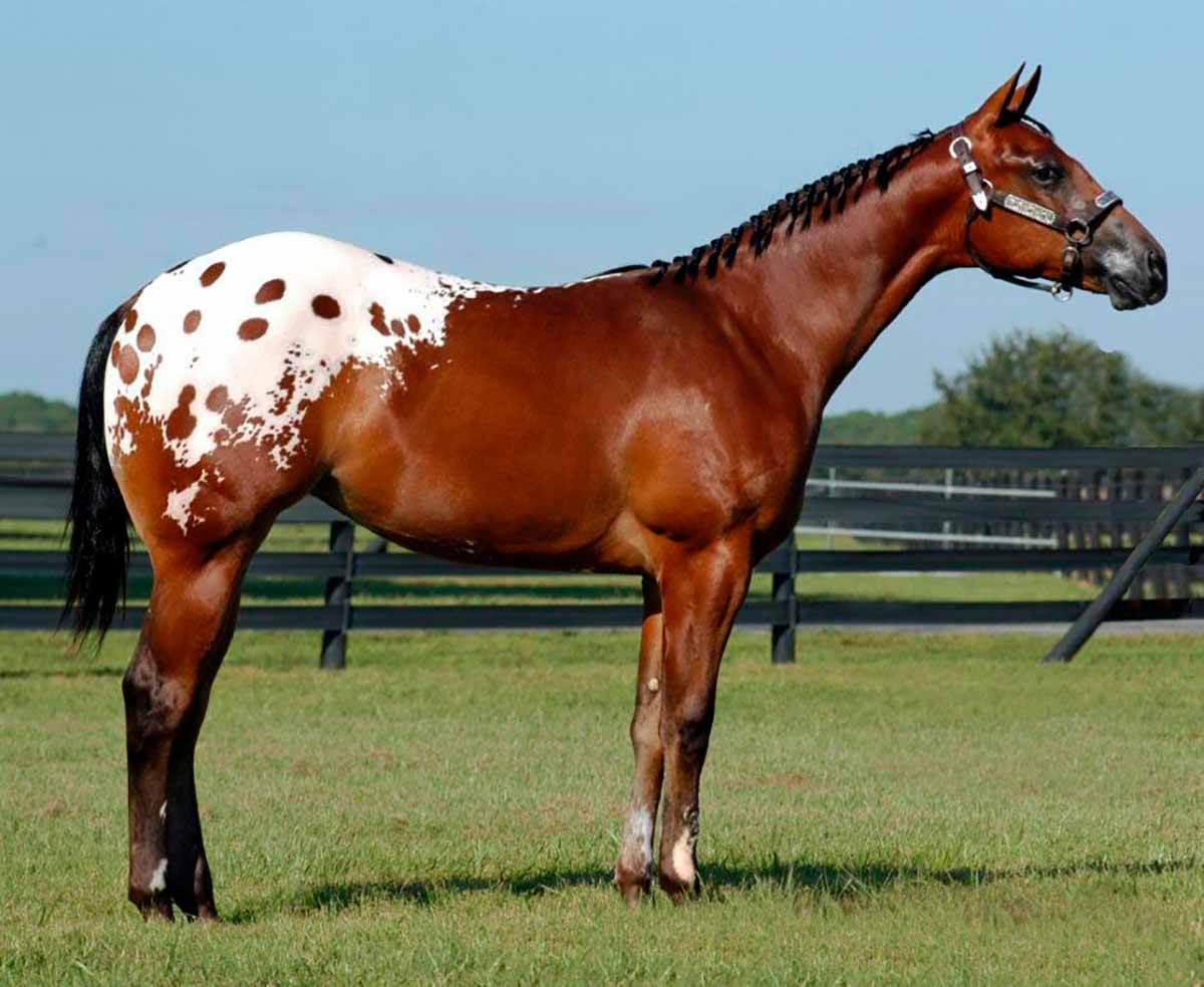 Cavalo appaloosa