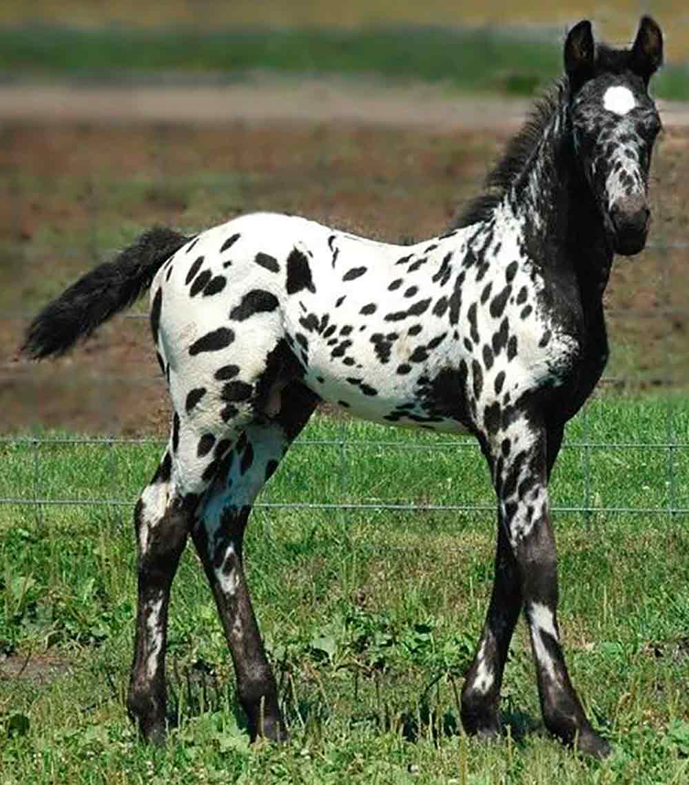 Potro appaloosa