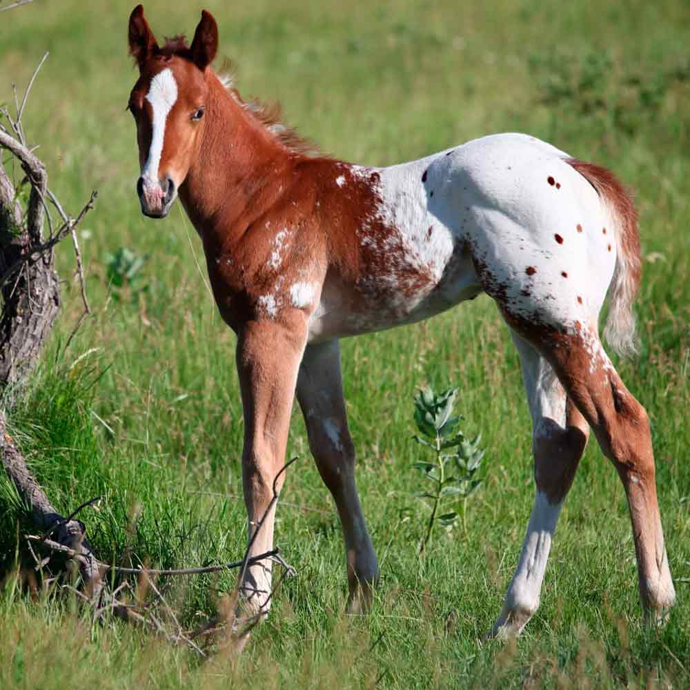 Potro appaloosa