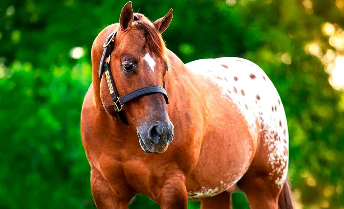 Cavalo appaloosa