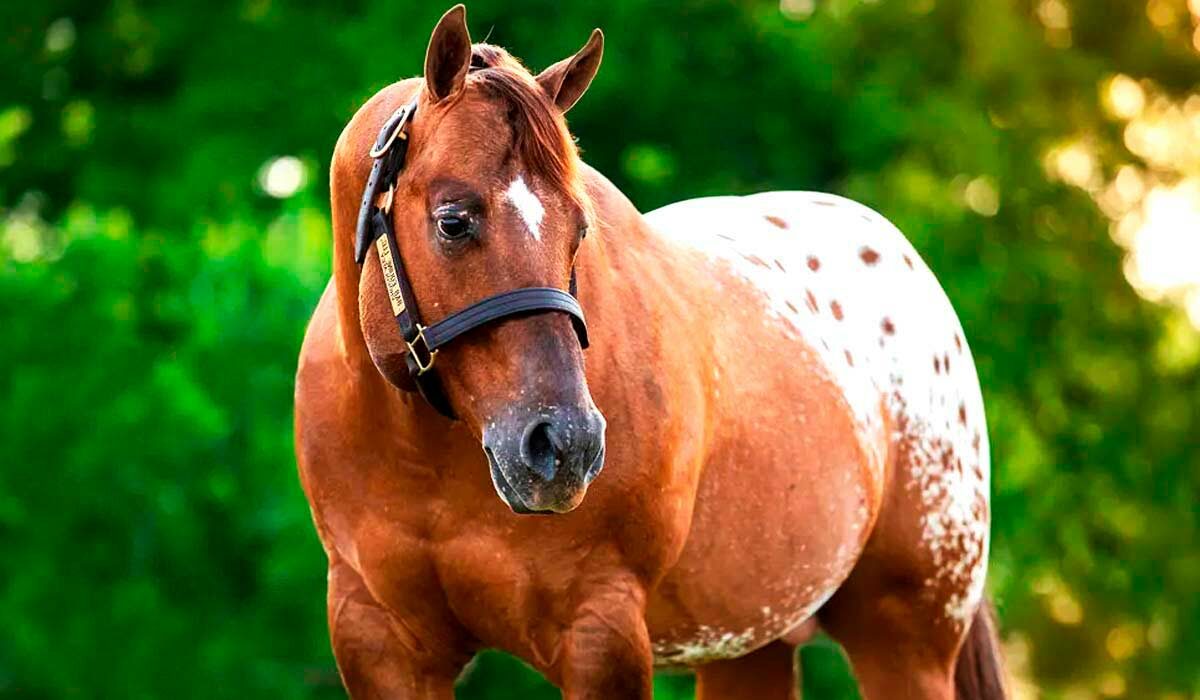 Cavalo appaloosa