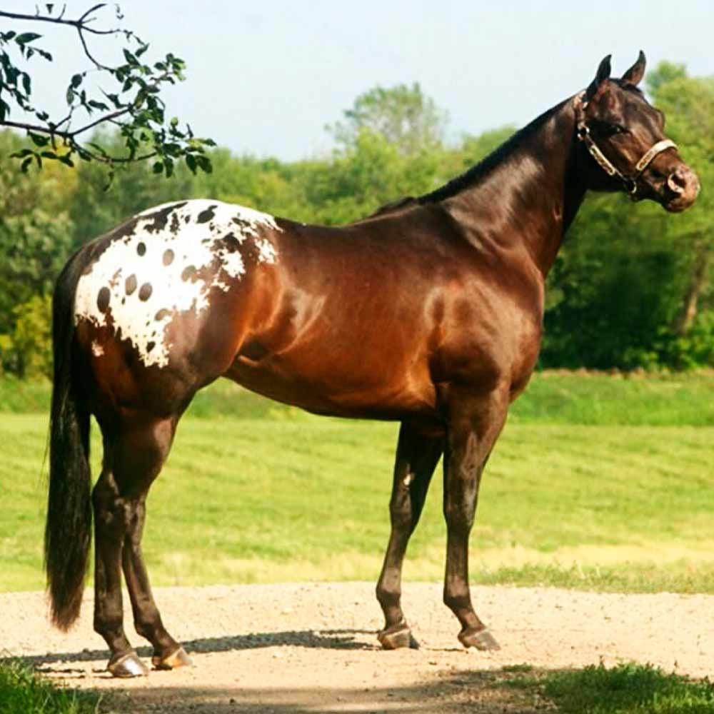 Cavalo appaloosa