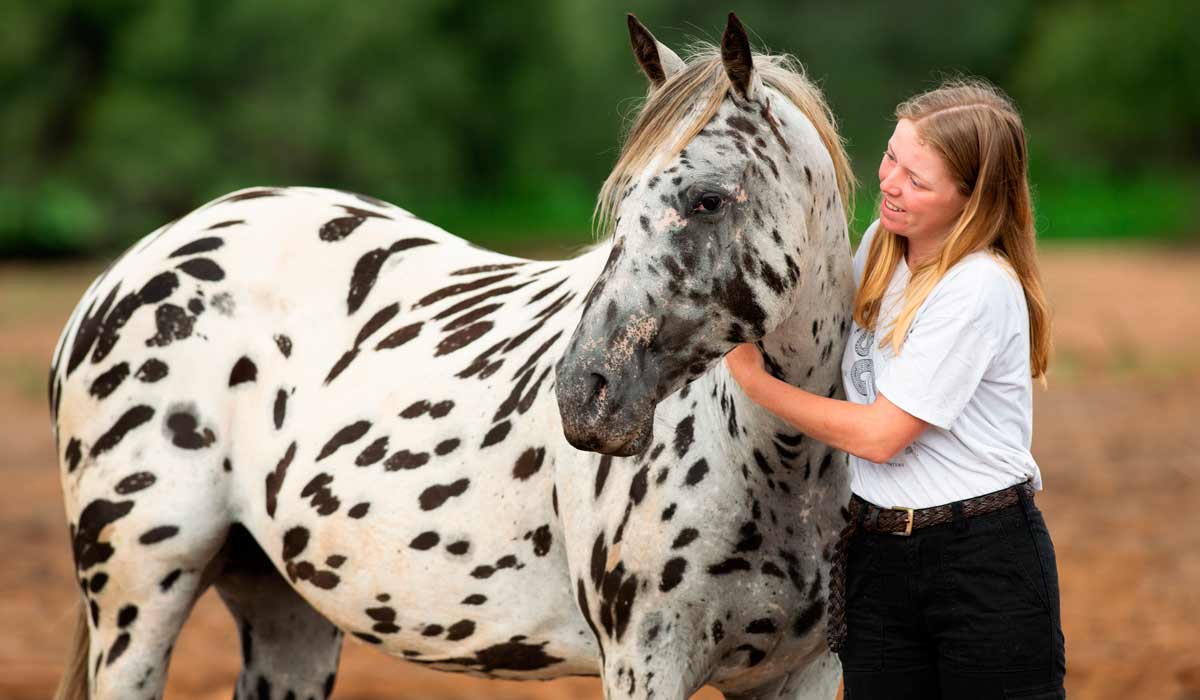 A mansidão do appaloosa