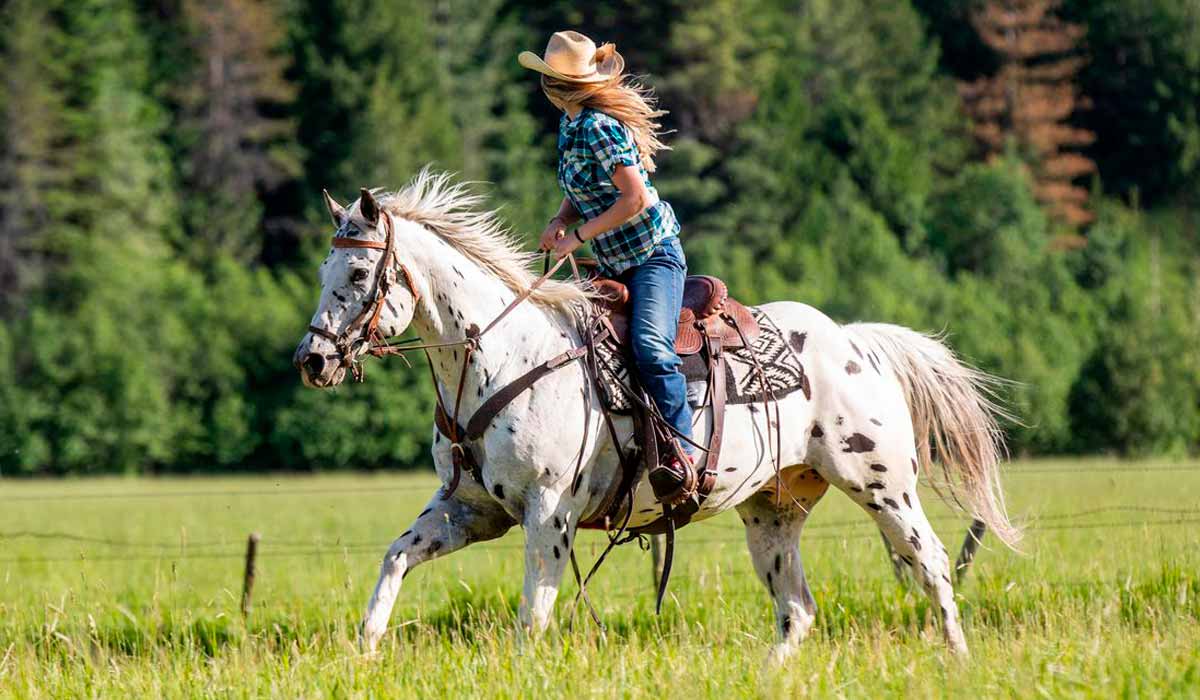 Appaloosa para cavalgada