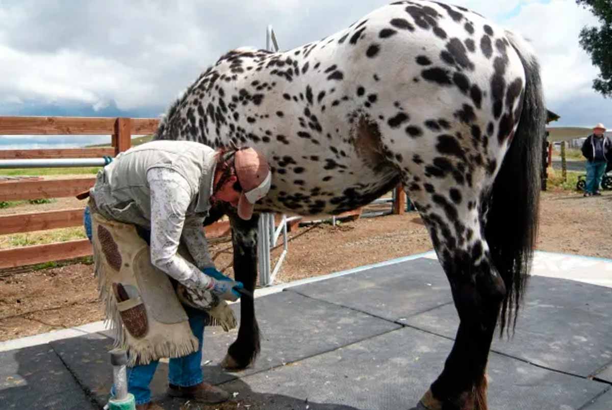 Técnico tratando do casco de um cavalo appaloosa