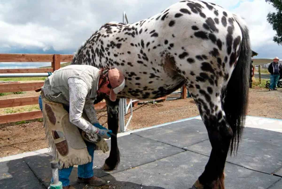 Técnico tratando do casco de um cavalo appaloosa Técnico tratando do casco de um cavalo appaloosa