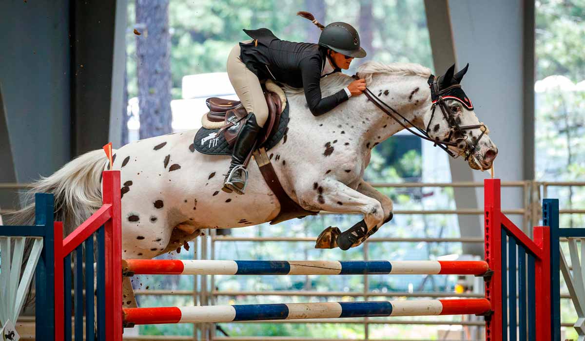 Appaloosa em prova de hipismo