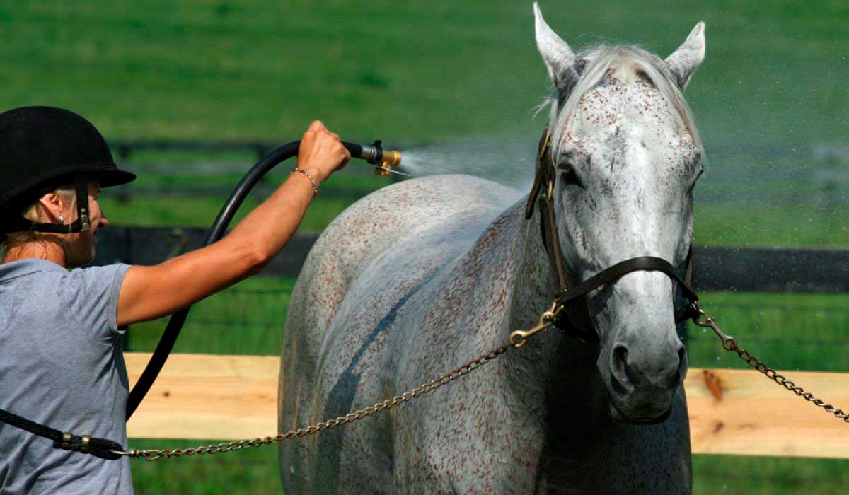 Dando banho no cavalo