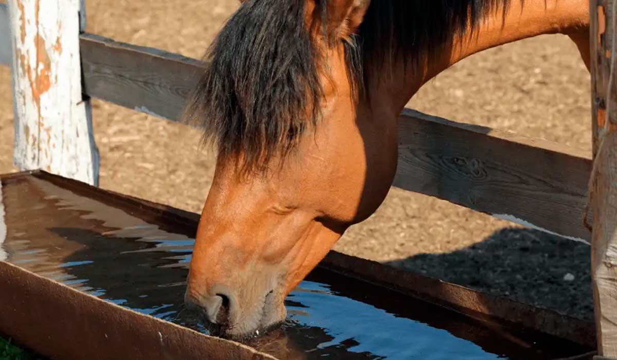 Cavalo bebendo água. Água limpa é importante para manter o funcionamento gastrointestinal