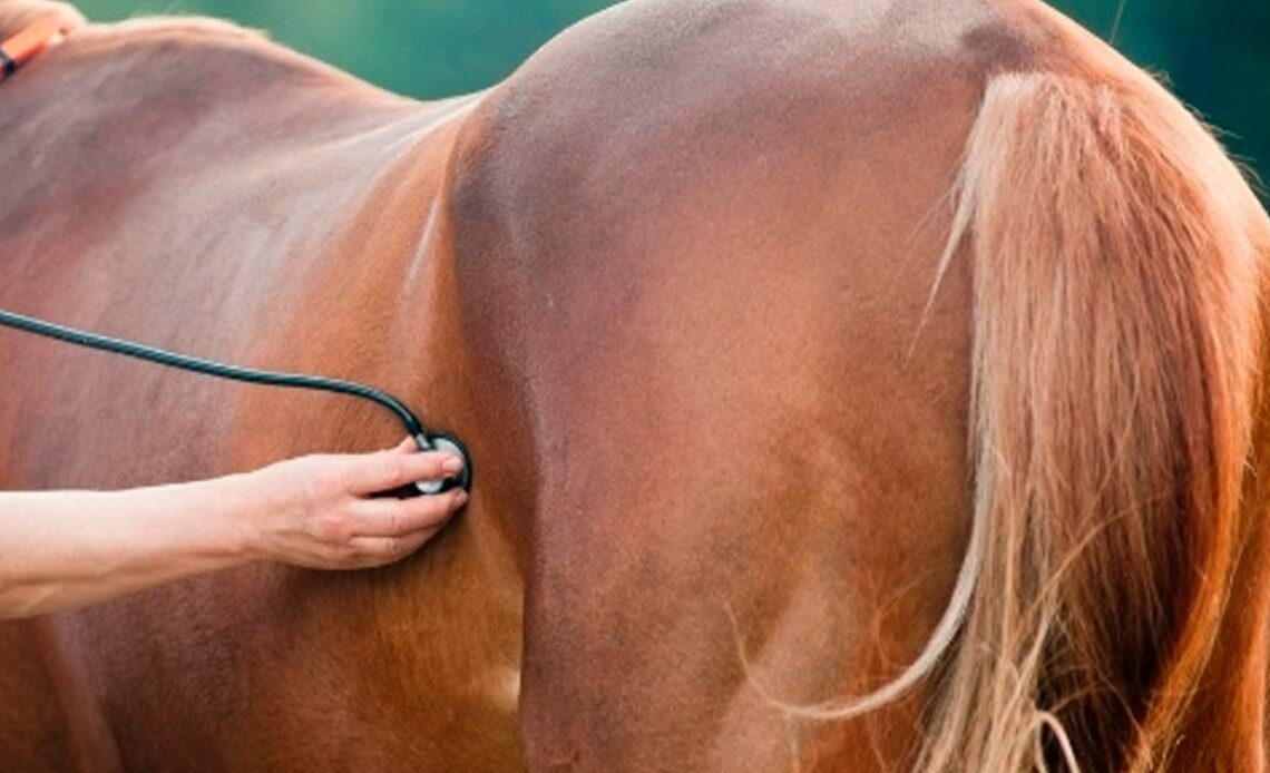 Veterinário examinando um cavalo