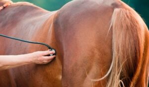 Veterinário examinando um cavalo