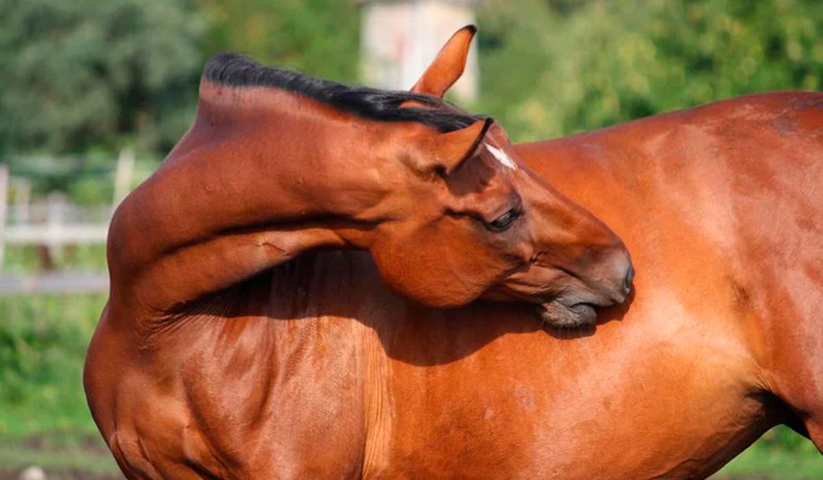 Animal fica inquieto, olhando para a barriga