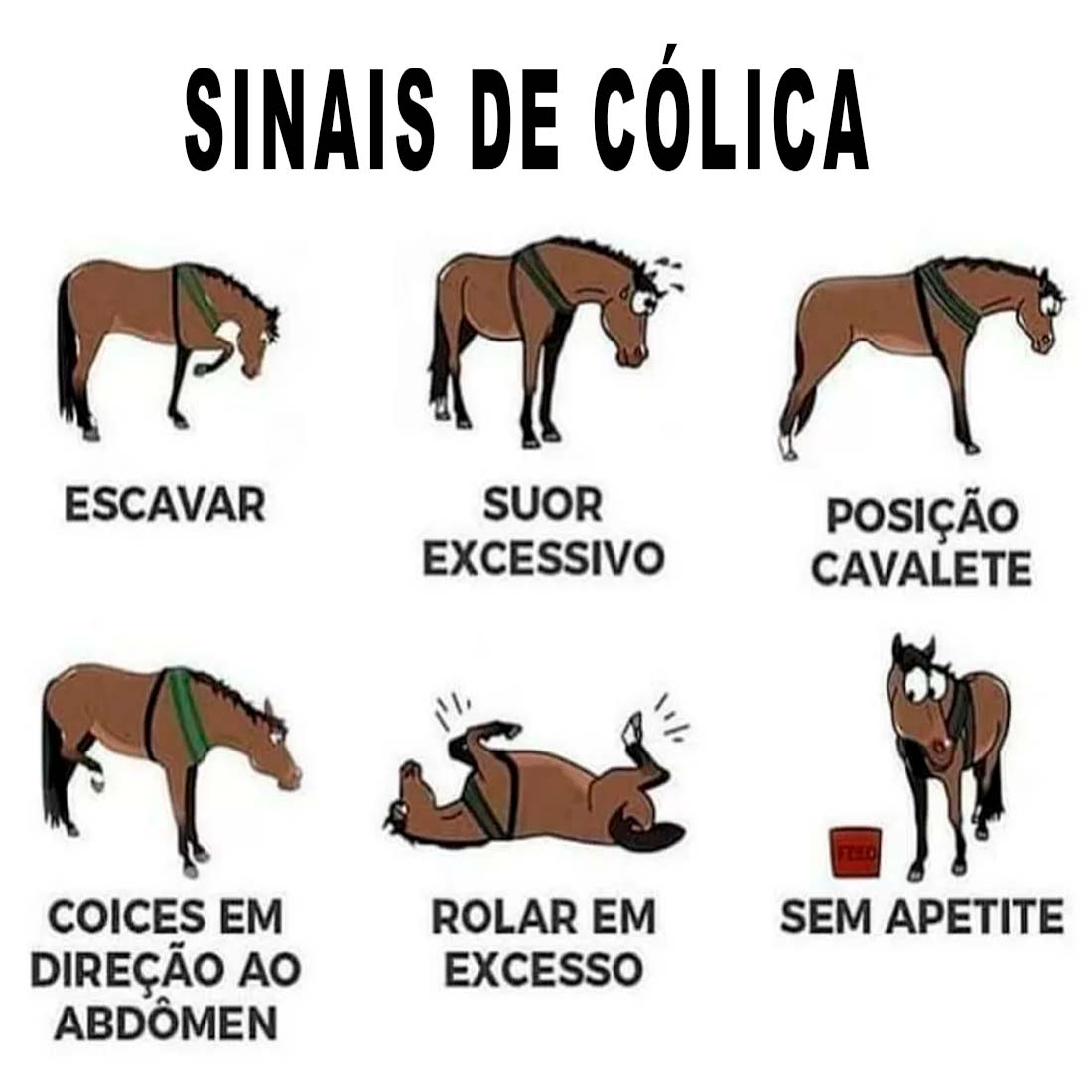 Sinais de cólica equina