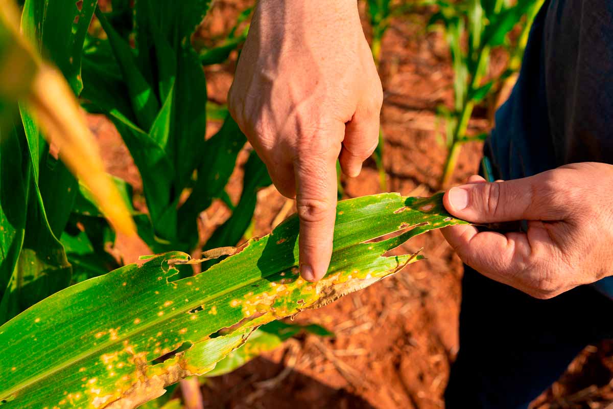 Planta comprometida