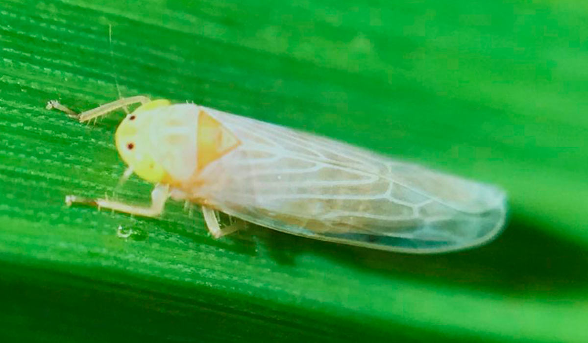 Cigarrinha do milho (Dalbulus maidis)