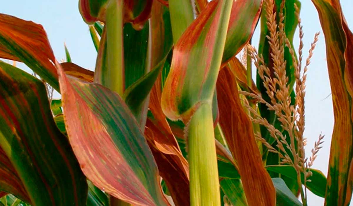 Plantas infestadas