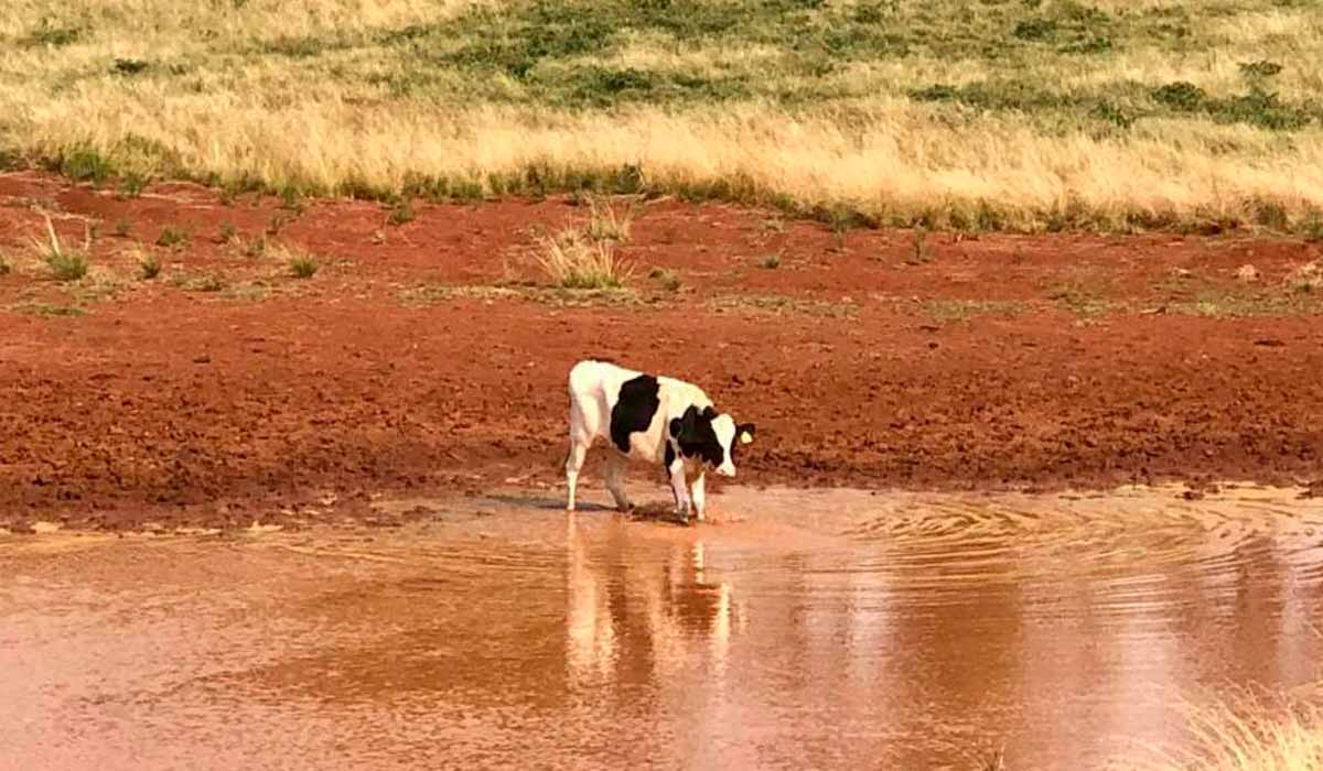 Novilha de leite em reservatório de água já atingido pela seca