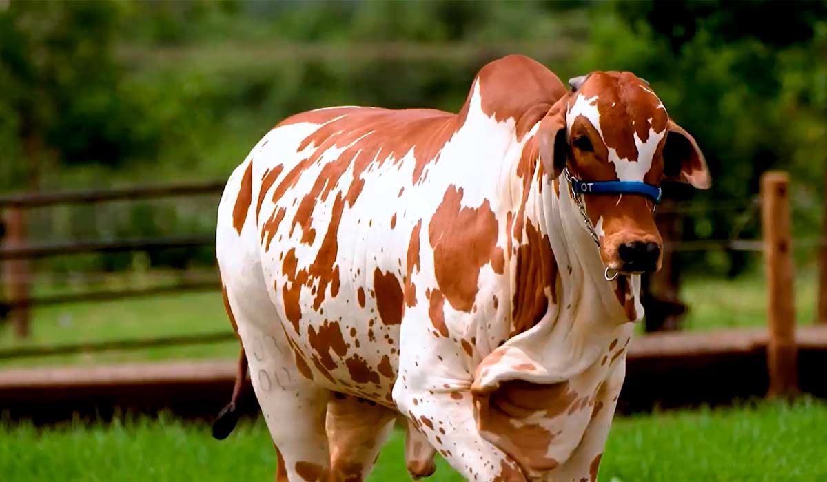 Estrela FIV V3 vaca nelore pintado campeã da Expozebu 2023