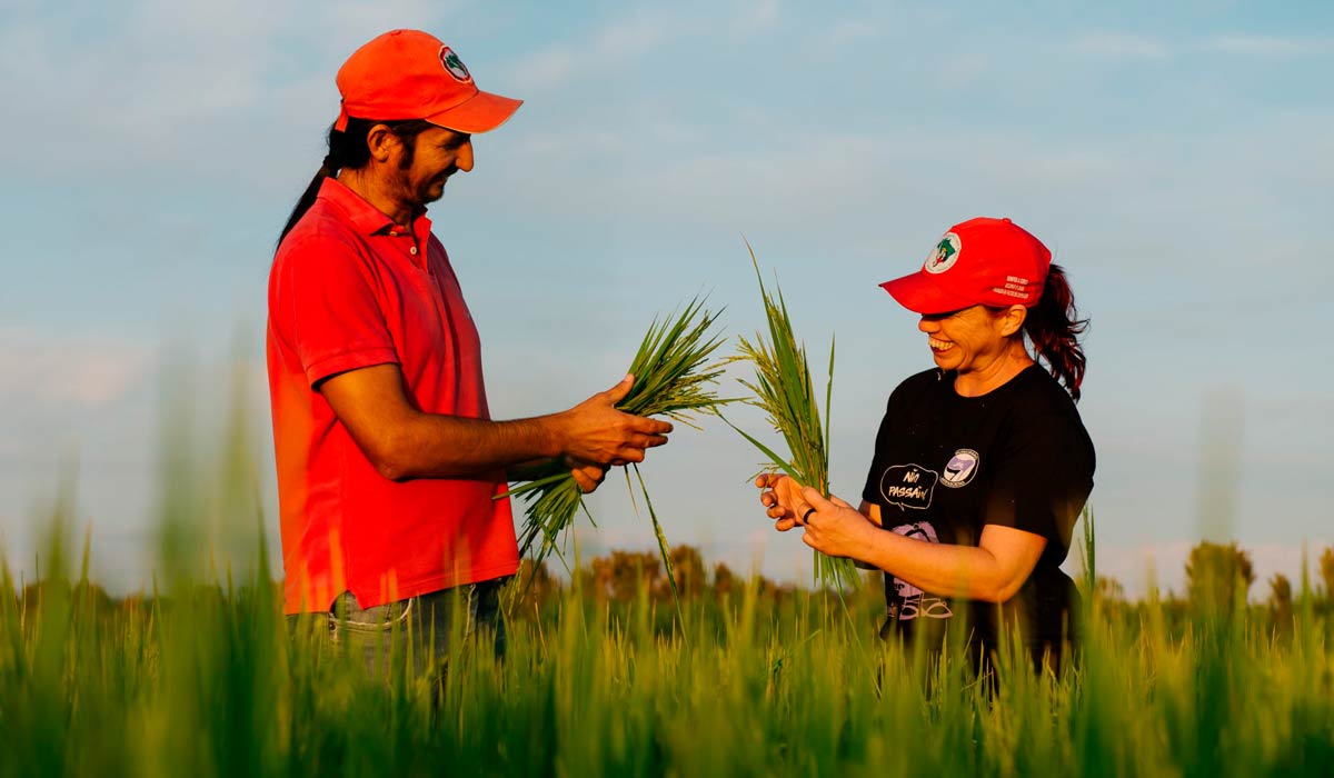 Agricultores na lavoura de arroz orgãnico