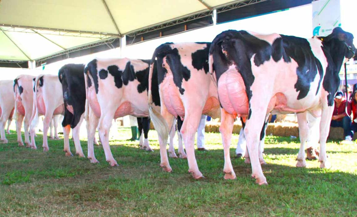 Vacas de leite na pista de exposição