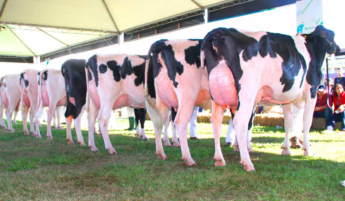 Vacas de leite na pista de exposição