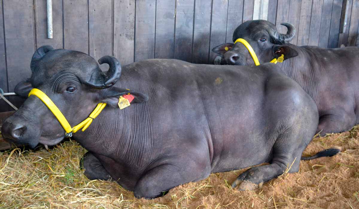 Búfalas em exposição na Fenasul Expoleite