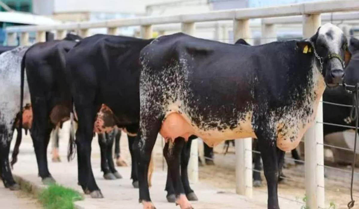 Vacas girolando no parque de exposições