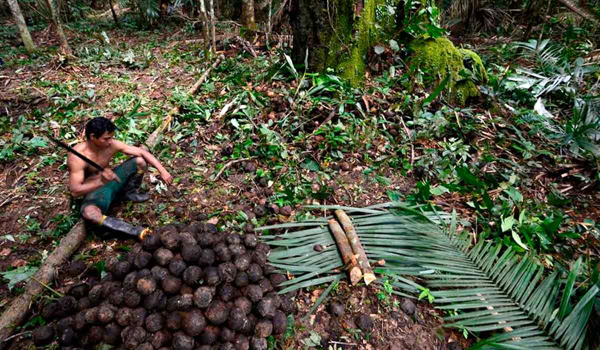 Coletor de castanha do povo Apurinã inicia trabalho de quebra dos ouriços de castanha na Terra Indígena Caititu, AM - Foto: Adriano Gambarini-OPAN