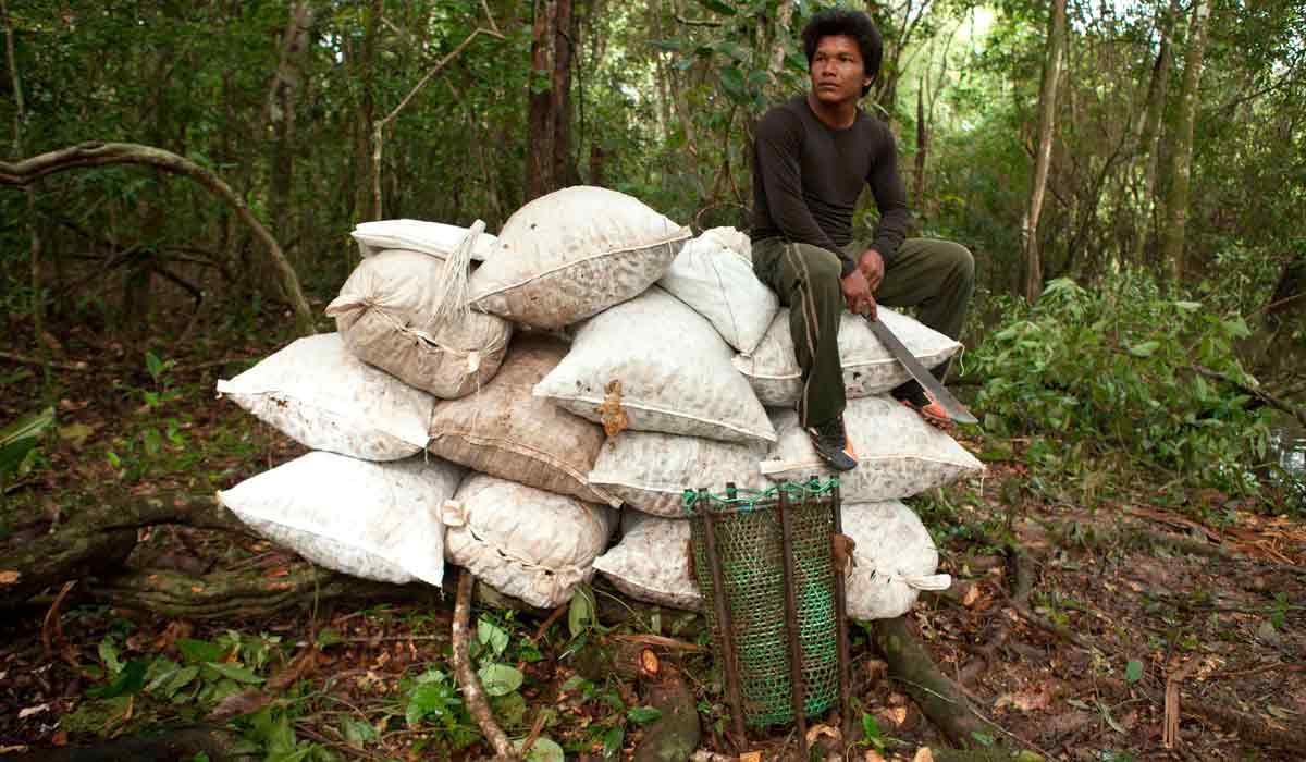 Indígena Kayapó descansa sobre sacas de castanhas recém coletadas - Foto: Simone Giovine - ColetivoBeture-AFP