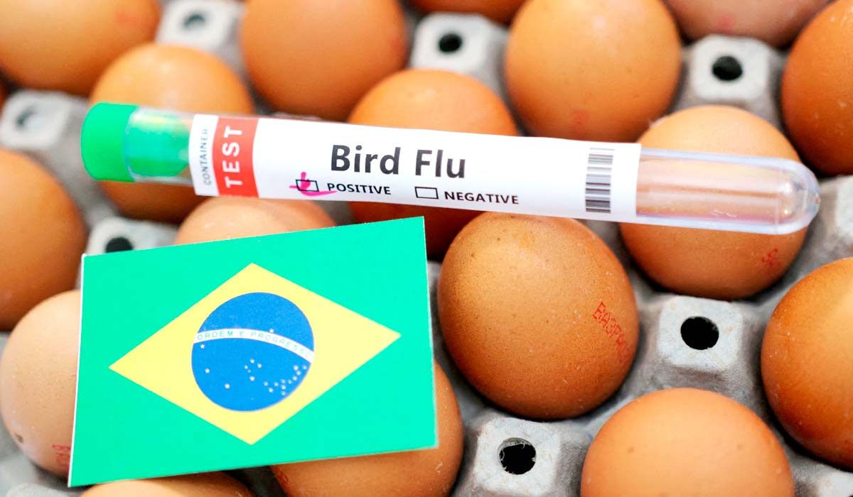 Gripe aviária - Medida foi adotada para evitar que a doença chegue na produção de aves de subsistência e comercial, bem como para preservar a fauna e a saúde humana