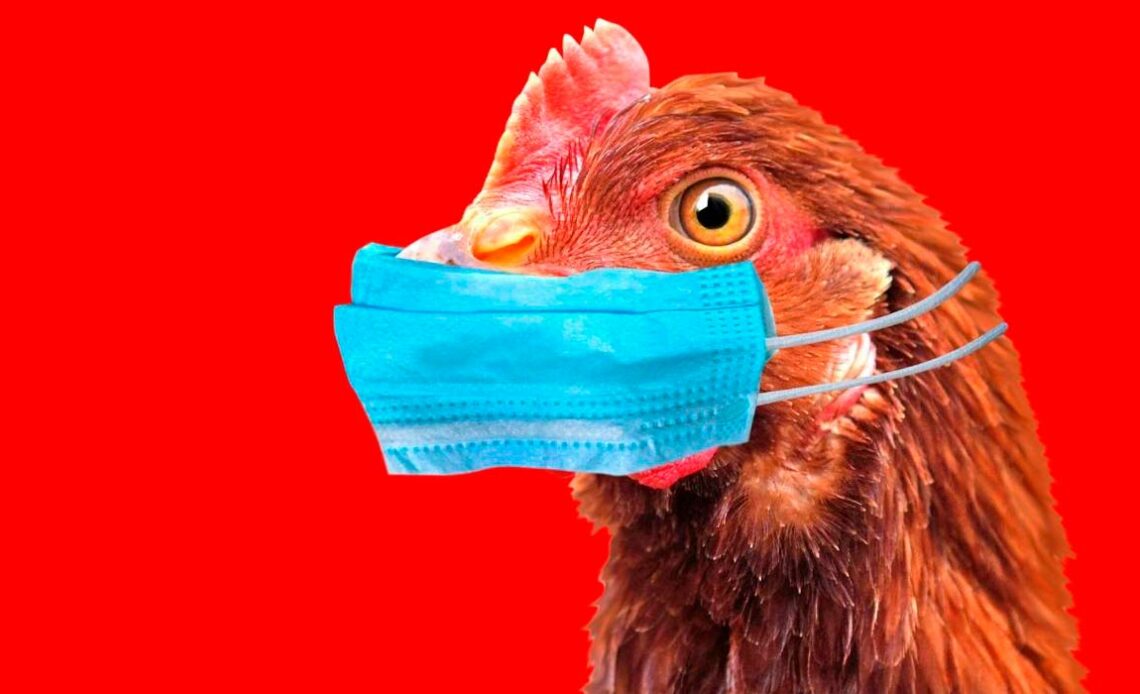 Gripe aviária - Ilustração de galinha com máscara