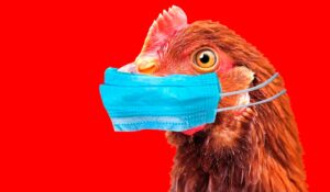 Gripe aviária - Ilustração de galinha com máscara