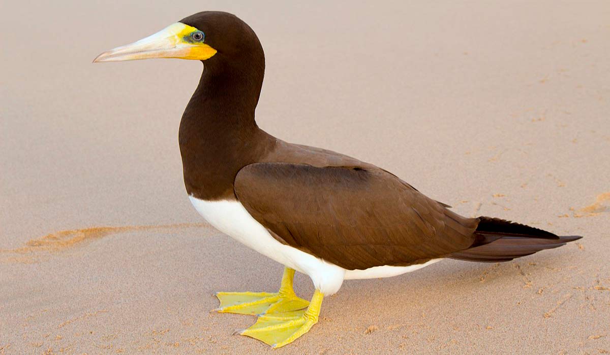 Atobá-pardo (Sula leucogaster)