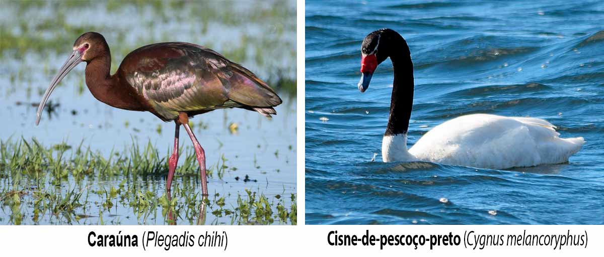 Caraúna (Plegadis chihi) e Cisne-de-pescoço-preto (Cygnus melancoryphus)