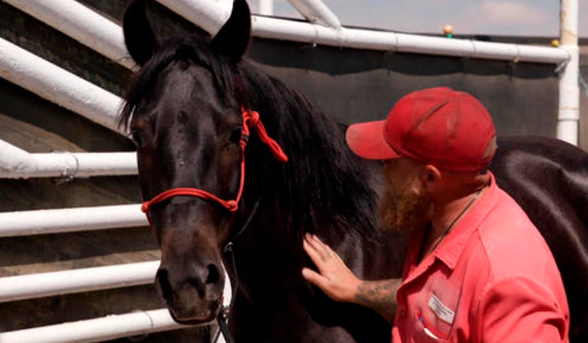 Tratador com um cavalo