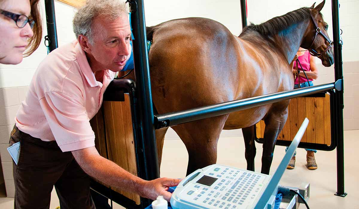 Médico veterinário realizando exame no animal