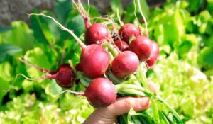 Rabanetes colhidos