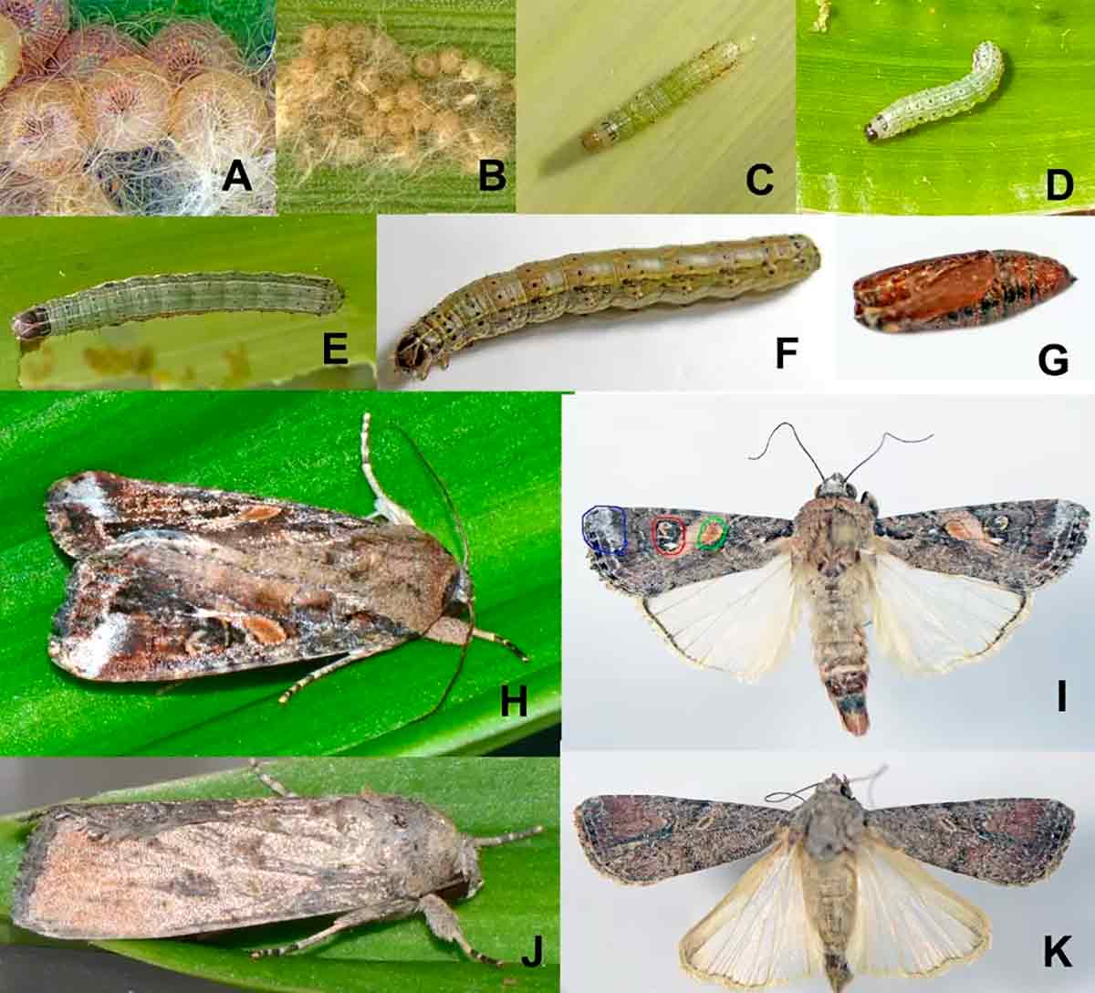 Estágios da vida de Spodoptera frugiperda: A e B- ovos; C e F- ínstares larvais; H- macho adulto; I- macho adulto (vista dorsal); J- fêmea adulta; K- fêmea adulta (vista dorsal) 
Foto: Ankita Gupta