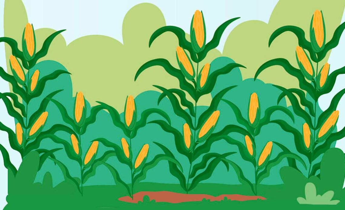 Ilustração de uma lavoura de milho