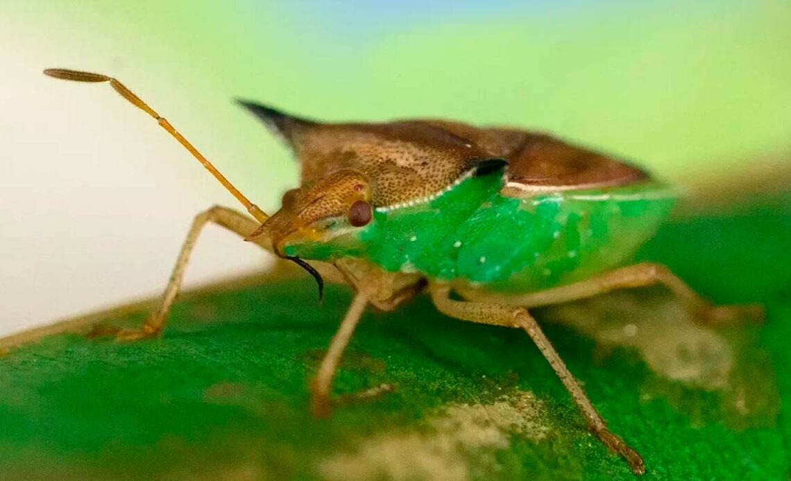 Percevejo barriga verde (Dichelops melacanthus)