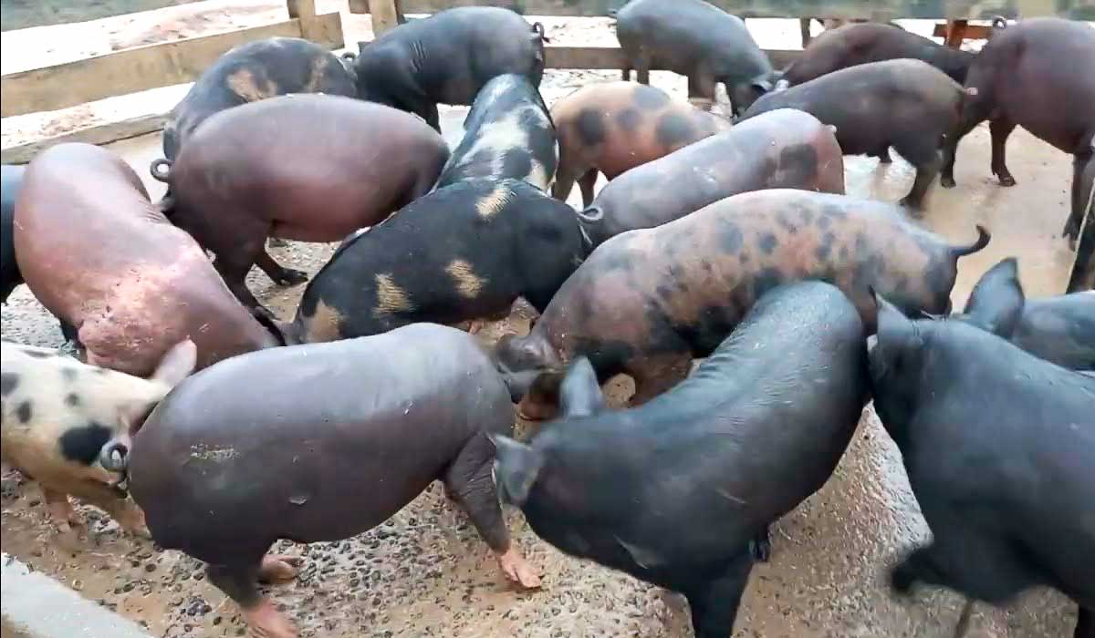 Plantel sendo manejado na pocilga