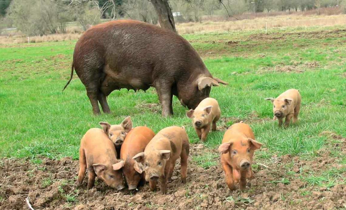 Porca com leitões no piquete