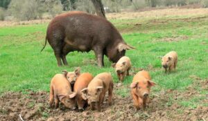 Porca com leitões no piquete