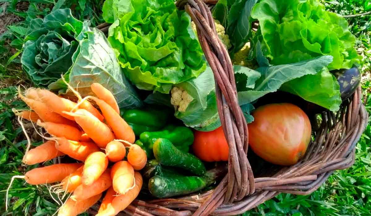 Cesta com alimentos colhidos para o PAA