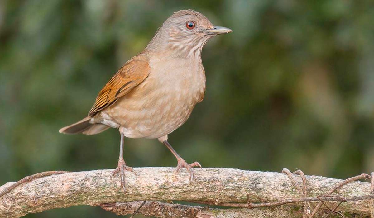 Sabiá barranco (Turdus leucomelas)