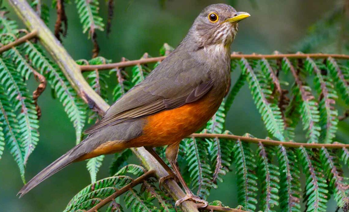 Sabiá laranjeira (Turdus rufiventris)