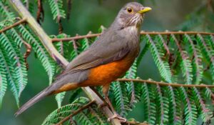 Sabiá laranjeira (Turdus rufiventris)