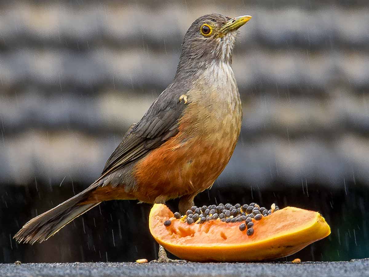 Sabiá laranjeira (Turdus rufiventris) comendo mamão no comedouro